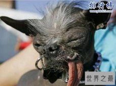 世界上最丑的狗排名：歪嘴斜眼浑身没毛(犹如丧尸)