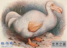 最著名的已灭绝动物：渡渡鸟，从被发现到灭绝仅用70年