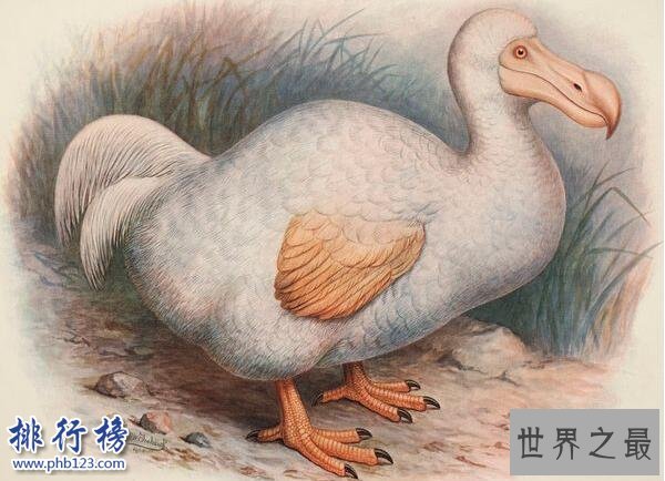 最著名的已灭绝动物：渡渡鸟，从被发现到灭绝仅用70年