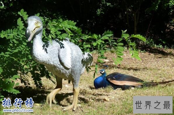 最著名的已灭绝动物：渡渡鸟，从被发现到灭绝仅用70年