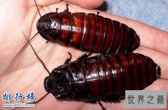 世界上最大的蟑螂：犀牛蟑螂(智商极高能听懂人话)