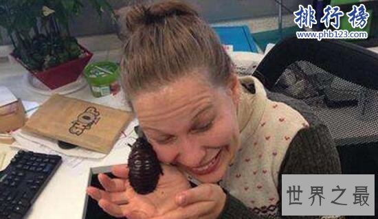 世界上最大的蟑螂：犀牛蟑螂(智商极高能听懂人话)