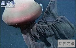 深海最恐怖的生物：冥河水母极像摄魂怪(体长可达11米)