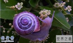 世界上十种奇特紫色动物，美的让人惊讶(图)