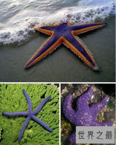 世界上十种奇特紫色动物，美的让人惊讶(图)
