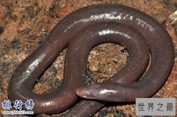 世界上最大的蚯蚓，南美洲巨型蚯蚓比蟒蛇更大更粗