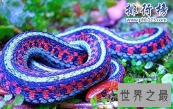 世界上最奇异的蛇：香蛇，能发出香气,防蚊