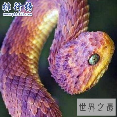 世界上最奇异的蛇：香蛇，能发出香气,防蚊