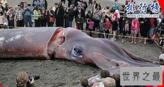 世界上最大的章鱼有多大，太平洋巨型章鱼长9.1米捕食鲨鱼为生