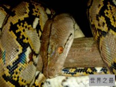 世界上最长的蟒蛇,网纹蟒长达12米（可绞杀野猪）