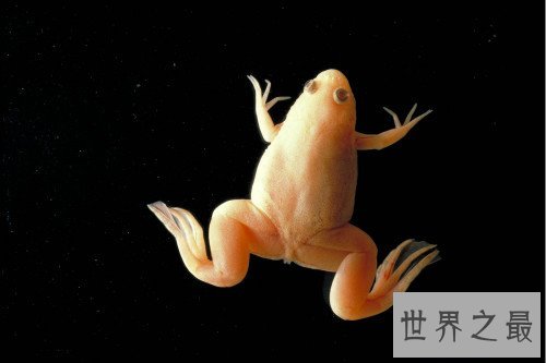 世界上最漂亮的青蛙,南瓜角蛙看起来像个小南瓜（白化后的钟角蛙）