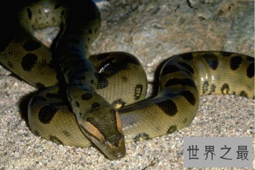 世界上最大的蛇,桂花是近年来发现的最大的蛇（全长14.85米）