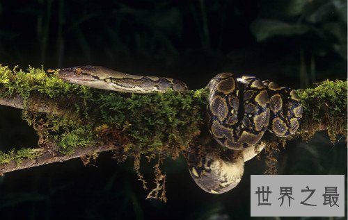 世界上最大的蛇,桂花是近年来发现的最大的蛇（全长14.85米）