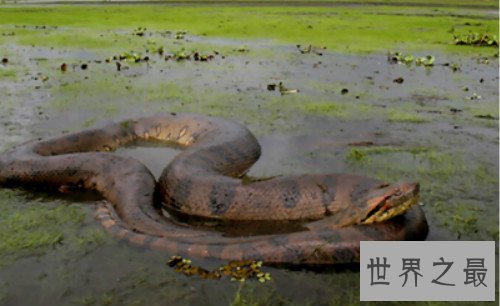 世界上最大的蛇,桂花生吞一人很轻松（全长14.85米）