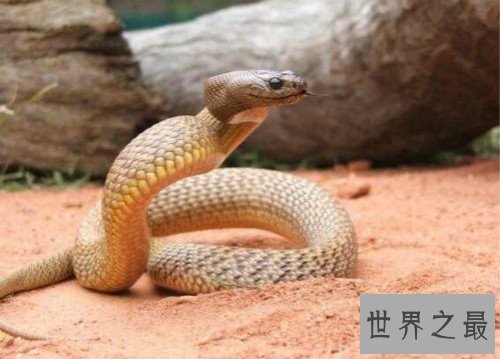 世界上最大的蛇,桂花是近年来发现的最大的蛇（全长14.85米）