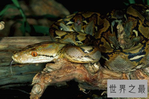 世界上最大的蛇,桂花是近年来发现的最大的蛇（全长14.85米）