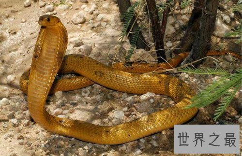 眼镜王蛇VS黄金眼镜蛇,眼镜王蛇是蛇类煞星(体内有抗毒血清)