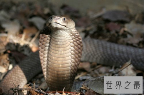 眼镜王蛇VS黄金眼镜蛇,眼镜王蛇是蛇类煞星(体内有抗毒血清)