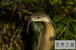 眼镜王蛇VS黄金眼镜蛇,眼镜王蛇是蛇类煞星(体内有抗毒血清)