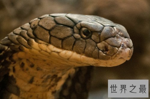 眼镜王蛇VS黄金眼镜蛇,眼镜王蛇是蛇类煞星(体内有抗毒血清)