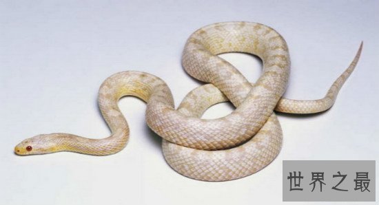 世界上十大最美的蛇,玉米锦蛇是很漂亮的具有观赏性的宠物蛇