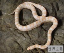 世界上十大最美的蛇,玉米锦蛇的观赏性很高(漂亮的宠物蛇）