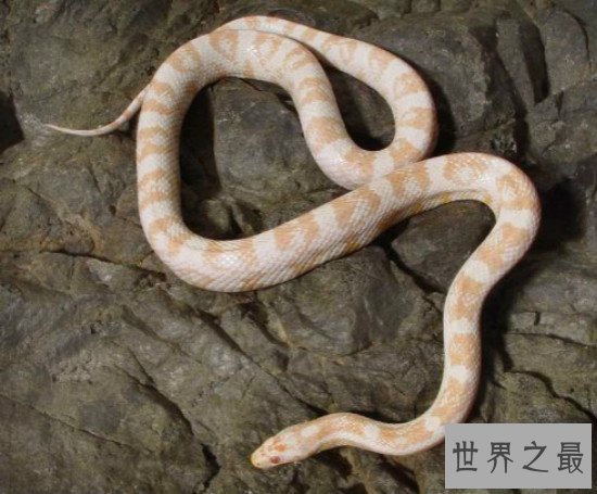 世界上十大最美的蛇,玉米锦蛇是很漂亮的具有观赏性的宠物蛇