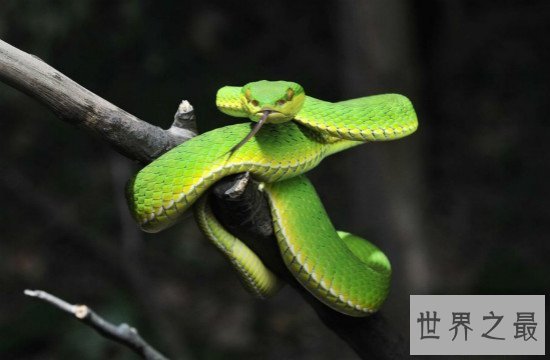 世界上十大最美的蛇,玉米锦蛇是很漂亮的具有观赏性的宠物蛇