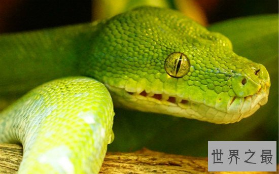 世界上十大最美的蛇,玉米锦蛇是很漂亮的具有观赏性的宠物蛇