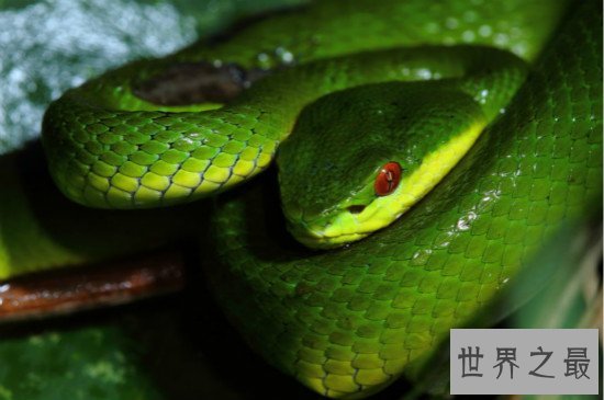世界上十大最美的蛇,玉米锦蛇是很漂亮的具有观赏性的宠物蛇