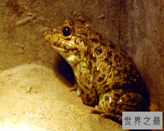 世界上只能生活在水中的青蛙,热带爪蟾（有发达的蹼）