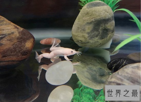 世界上只能生活在水中的青蛙,热带爪蟾（有发达的蹼）