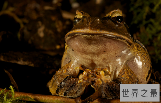 世界上只能生活在水中的青蛙,热带爪蟾（有发达的蹼）