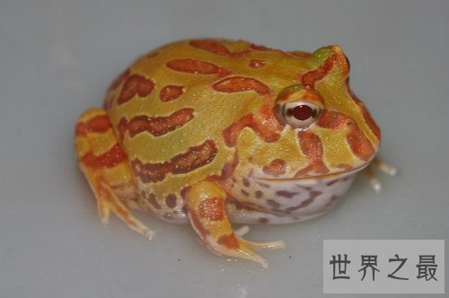 世界上最“招财”的青蛙,黄金角蛙（也被称作招财蛙）