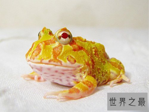 世界上最“招财”的青蛙,黄金角蛙（也被称作招财蛙）