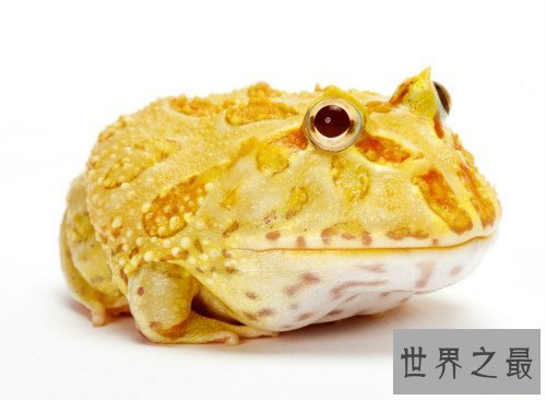 世界上最“招财”的青蛙,黄金角蛙（也被称作招财蛙）