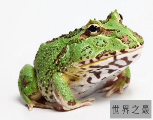 世界上最“招财”的青蛙,黄金角蛙（也被称作招财蛙）