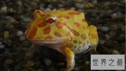 世界上最“招财”的青蛙,黄金角蛙（也被称作招财蛙）