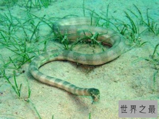 世界上最毒的蛇排名,细鳞太攀蛇一口毒死25万只老鼠