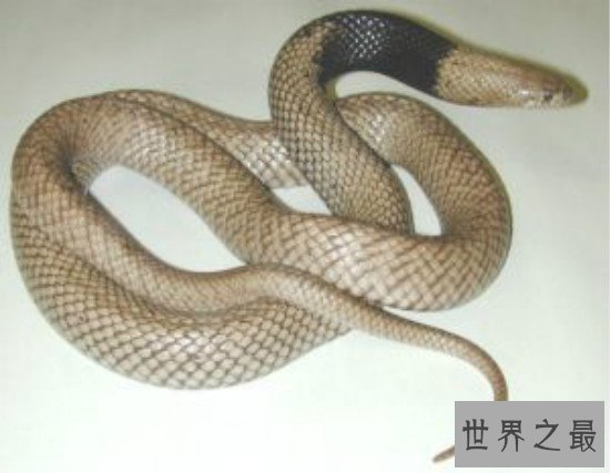 世界上最毒的蛇排名,细鳞太攀蛇一口毒死25万只老鼠