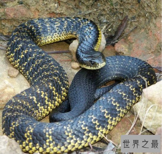 世界上最毒的蛇排名,细鳞太攀蛇一口毒死25万只老鼠