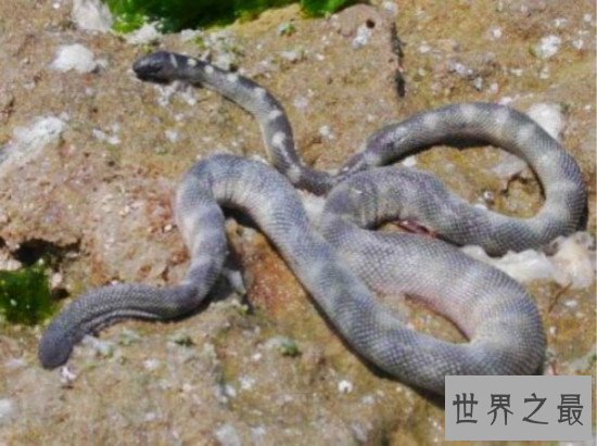 世界上最毒的蛇排名,细鳞太攀蛇一口毒死25万只老鼠
