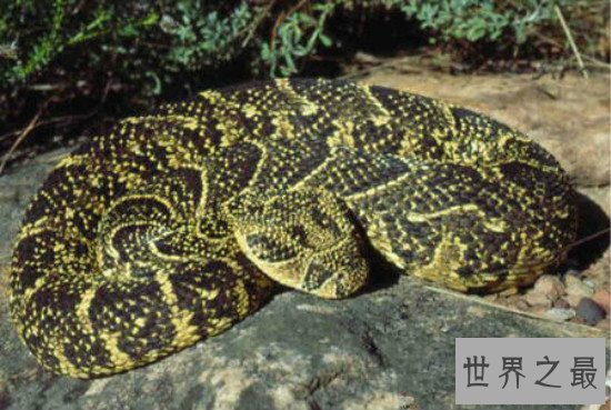 世界上最毒的蛇排名,细鳞太攀蛇一口毒死25万只老鼠