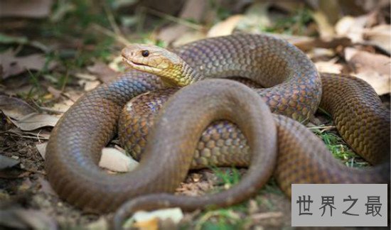 世界上最毒的蛇排名,细鳞太攀蛇一口毒死25万只老鼠