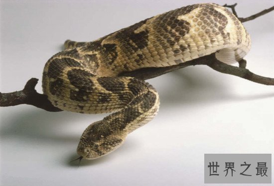世界上最毒的蛇排名,细鳞太攀蛇一口毒死25万只老鼠