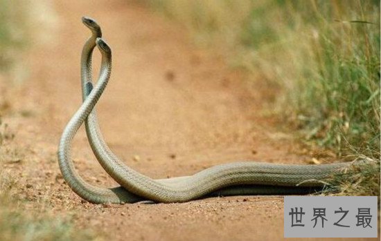世界上最毒的蛇排名,细鳞太攀蛇一口毒死25万只老鼠