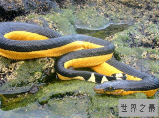 世界上最毒的蛇排名,细鳞太攀蛇一口毒死25万只老鼠