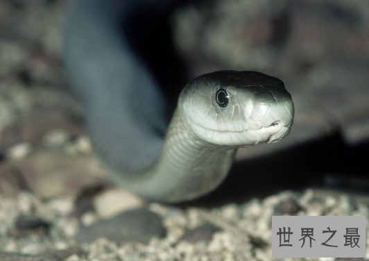 黑曼巴蛇VS眼镜王蛇,它们到底谁更厉害（两者不相上下）