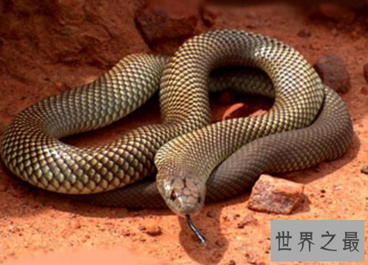 黑曼巴蛇VS眼镜王蛇,它们到底谁更厉害（两者不相上下）