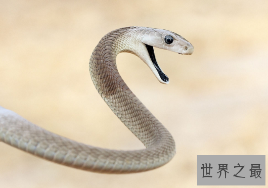 黑曼巴蛇VS眼镜王蛇,它们到底谁更厉害（两者不相上下）